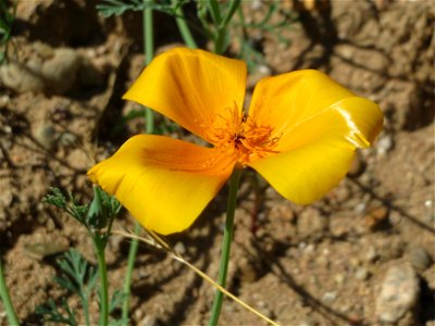 Verwilderter Kalifornischer Mohn (Eschscholzia californica) bei Reilingen photo