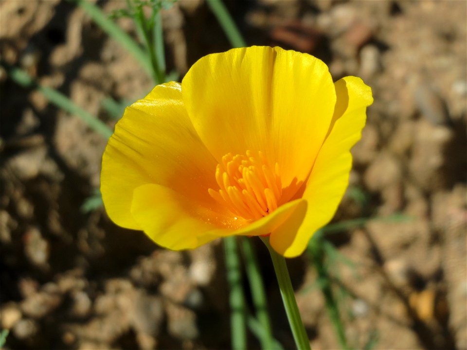 Verwilderter Kalifornischer Mohn (Eschscholzia californica) bei Reilingen