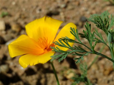 Verwilderter Kalifornischer Mohn (Eschscholzia californica) bei Reilingen