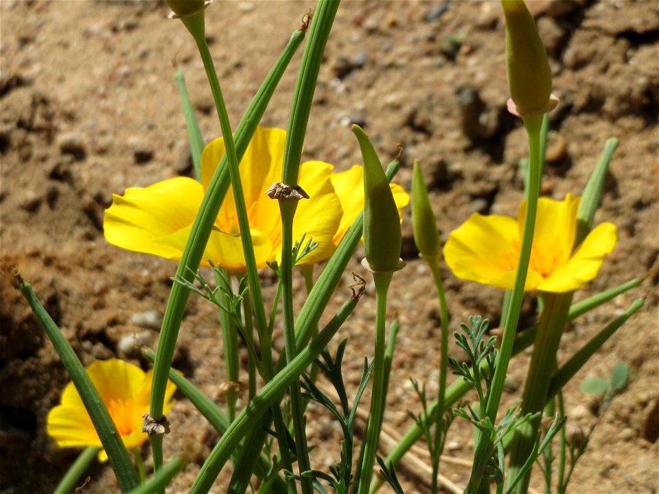 Verwilderter Kalifornischer Mohn (Eschscholzia californica) bei Reilingen