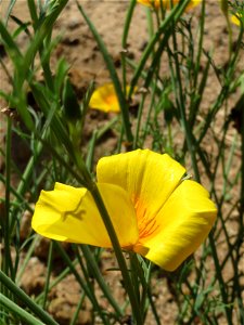 Verwilderter Kalifornischer Mohn (Eschscholzia californica) bei Reilingen photo