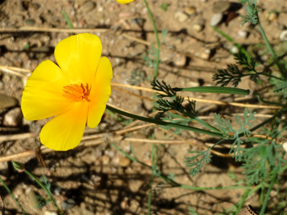 Verwilderter Kalifornischer Mohn (Eschscholzia californica) bei Reilingen