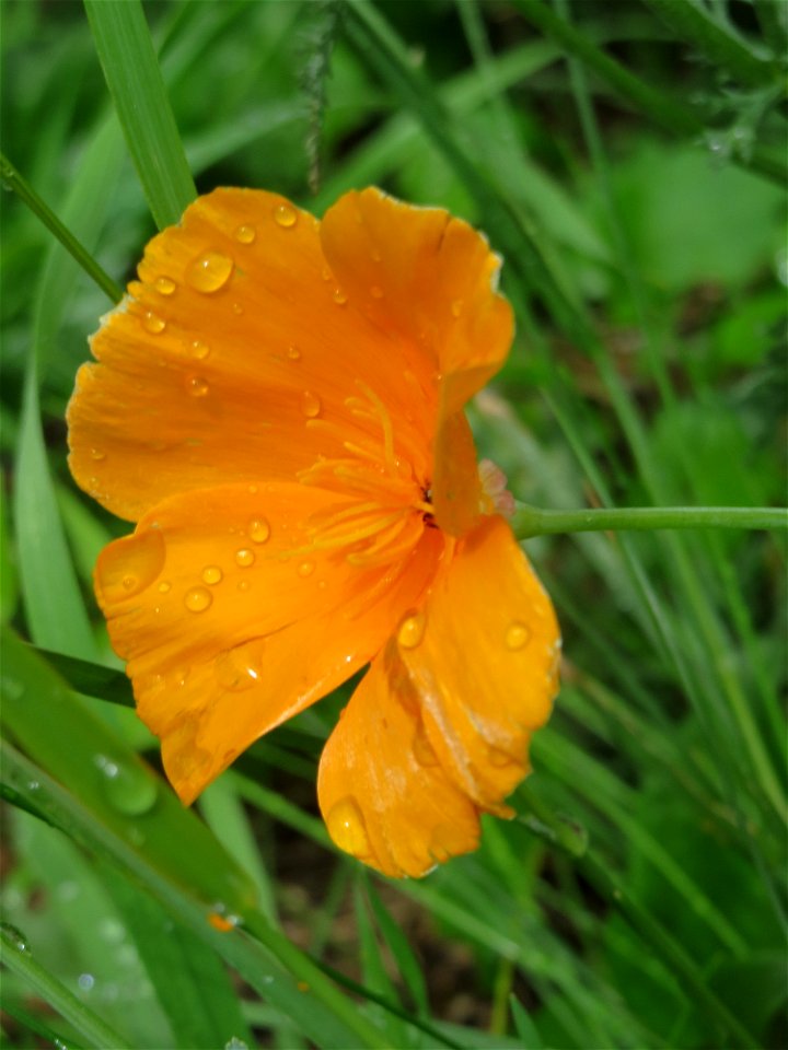Verwilderter Kalifornischer Mohn (Eschscholzia californica) unterhalb vom Langwiedstift in Saarbrücken