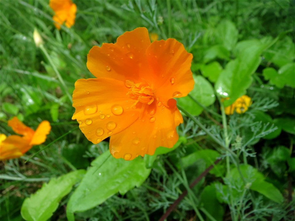 Verwilderter Kalifornischer Mohn (Eschscholzia californica) unterhalb vom Langwiedstift in Saarbrücken