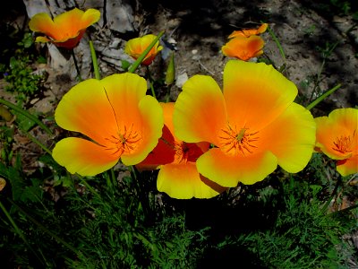 Image title: Bright floral tones
Image from Public domain images website, http://www.public-domain-image.com/full-image/flora-plants-public-domain-images-pictures/flowers-public-domain-images-pictures