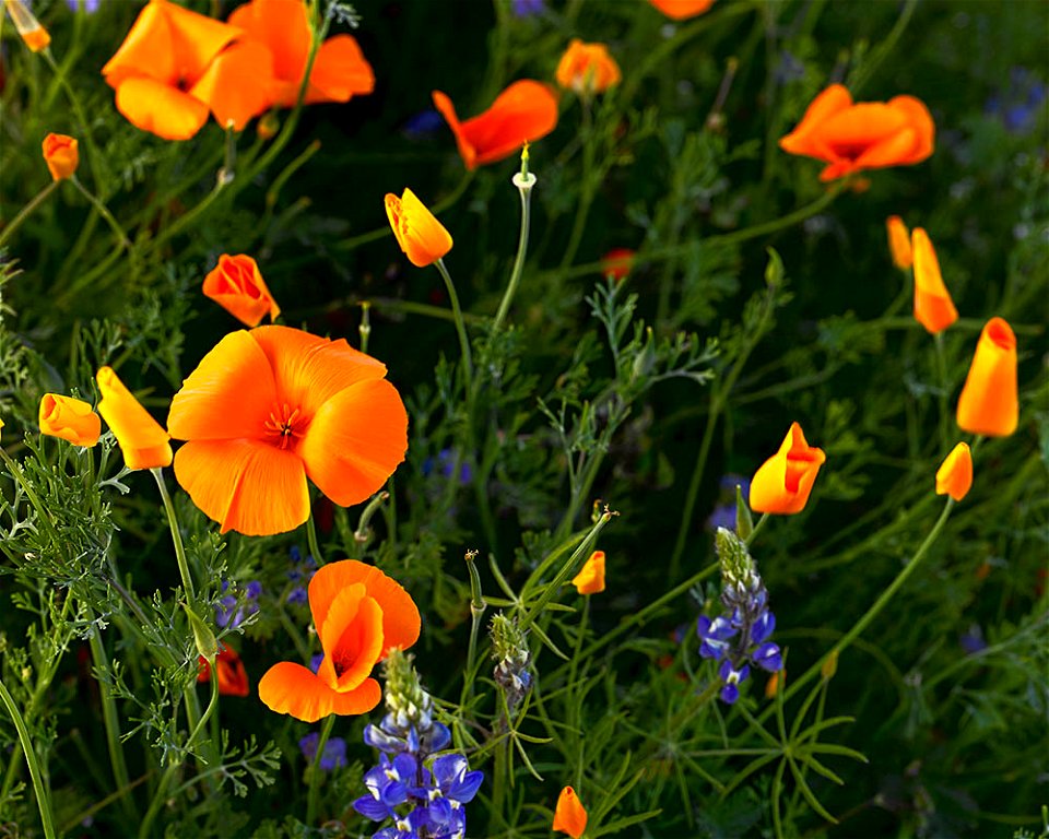 California poppies at Bartlett Lake, Arizona. Taken with Contax 645, 120mm, Leaf Aptus 75S.