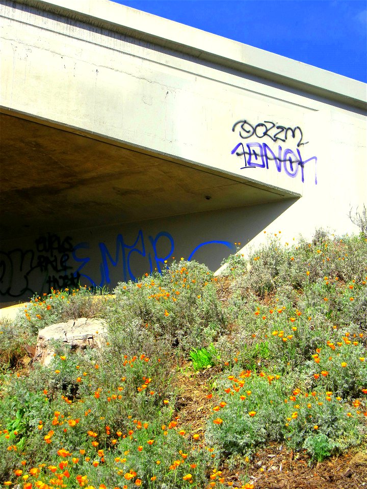 A field of California poppies in bloom under the 101 freeway in Los Angeles