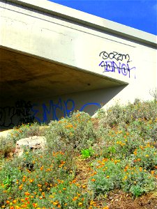 A field of California poppies in bloom under the 101 freeway in Los Angeles