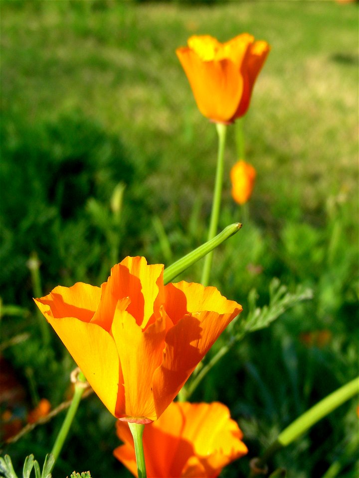 California poppy, poppies