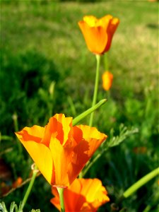 California poppy, poppies