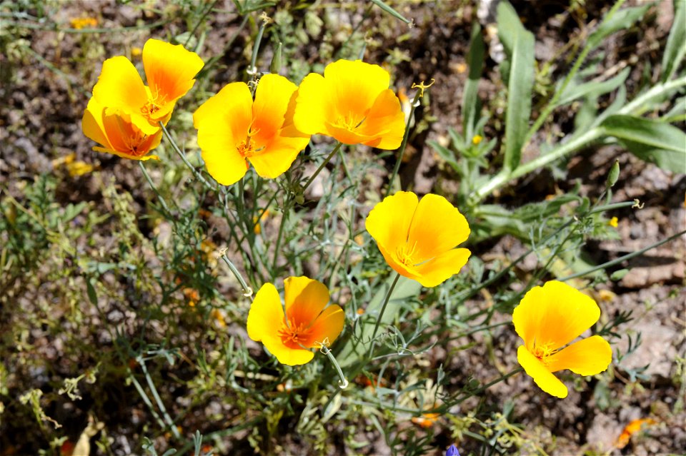 Close up image of the Mexican golden poppy (species?). Eschscholzia californica ssp. mexicana.