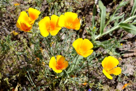 Close up image of the Mexican golden poppy (species?). Eschscholzia californica ssp. mexicana. photo