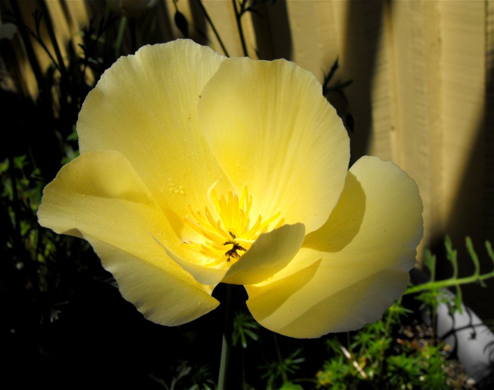 California poppy cultivar Eschscholzia californica 'Buttermilk' cultivar - at the Rancho Santa Ana Botanic Garden in Claremont, Southern California, U.S.
 Identified by garden i.d. sign.