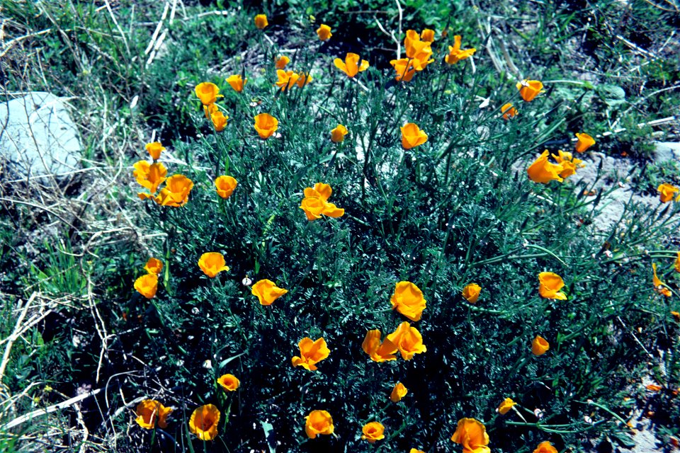 Eschscholzia californica