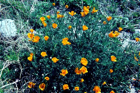 Eschscholzia californica photo