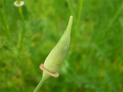 Kalifornischer Mohn (Eschscholzia californica) – noch geschlossene Blüte mit erweitertem Blütenboden.