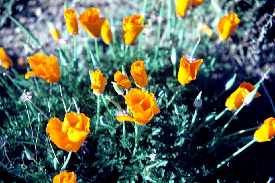 Eschscholzia californica