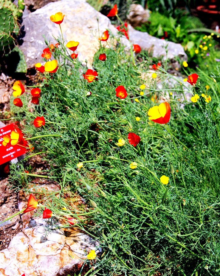 Plants Eschscholzia californica from the Botanical Gardens of Charles University, Prague, Czech Republic