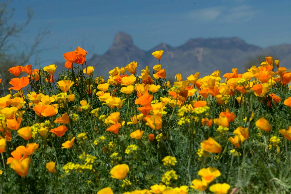 Mexican poppies (species?) and mountains. Eschscholzia californica ssp. mexicana.