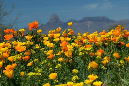 Mexican poppies (species?) and mountains. Eschscholzia californica ssp. mexicana. photo