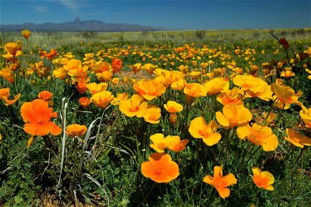Mexican poppies (species?) at their peak. Eschscholzia californica ssp. mexicana.