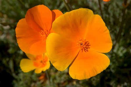 Mexican poppies (species?) flowers. Eschscholzia californica ssp. mexicana. photo
