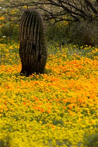 Mexican poppies (species?) flowers and cactus desert plants. Eschscholzia californica ssp. mexicana. photo