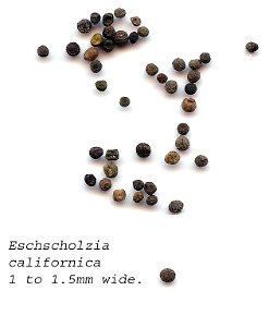 Eschscholzia californica seeds. photo