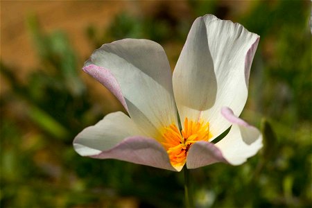 Image title: White poppy plants macro photography
Image from Public domain images website, http://www.public-domain-image.com/full-image/flora-plants-public-domain-images-pictures/flowers-public-domai