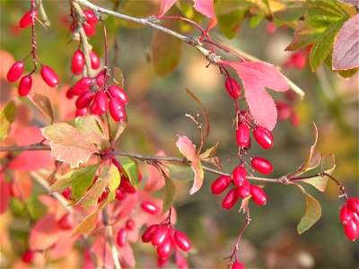 lt:Paprastasis raugerškis (Berberis vulgaris) Fam. lt:Raugerškiniai (Berberidaceae) Foto: Algirdas, 2005 m. lapkričio 3 d., Lietuva. photo