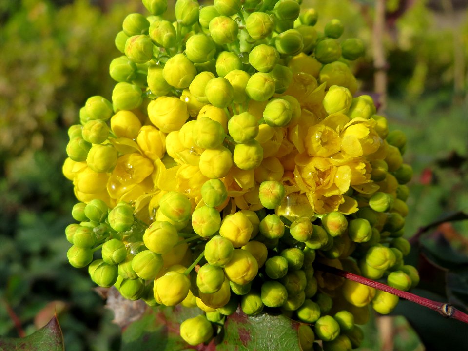 Gewöhnliche Mahonie (Mahonia aquifolium) in Hockenheim