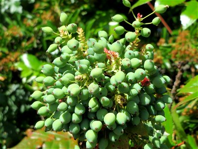 Gewöhnliche Mahonie (Mahonia aquifolium) in Hockenheim