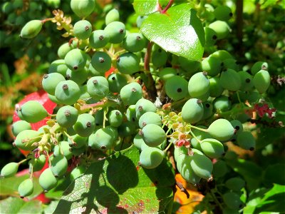 Gewöhnliche Mahonie (Mahonia aquifolium) in Hockenheim
