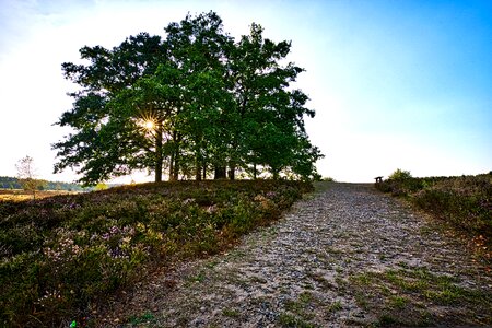 Nature heide heather