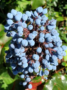 Gewöhnliche Mahonie (Mahonia aquifolium) in Hockenheim