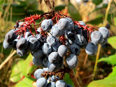 Gewöhnliche Mahonie (Mahonia aquifolium) in Saarbrücken