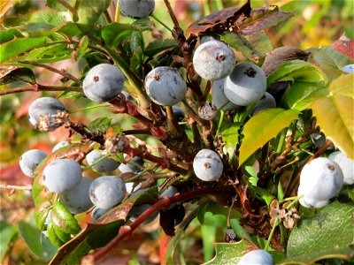 Gewöhnliche Mahonie (Mahonia aquifolium) in Hockenheim