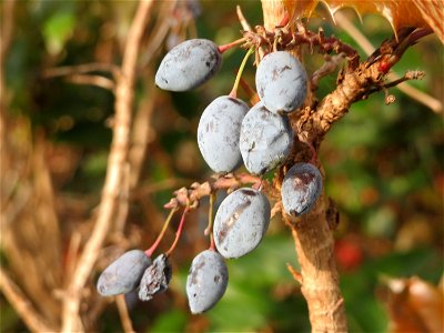 Gewöhnliche Mahonie (Mahonia aquifolium) in Hockenheim