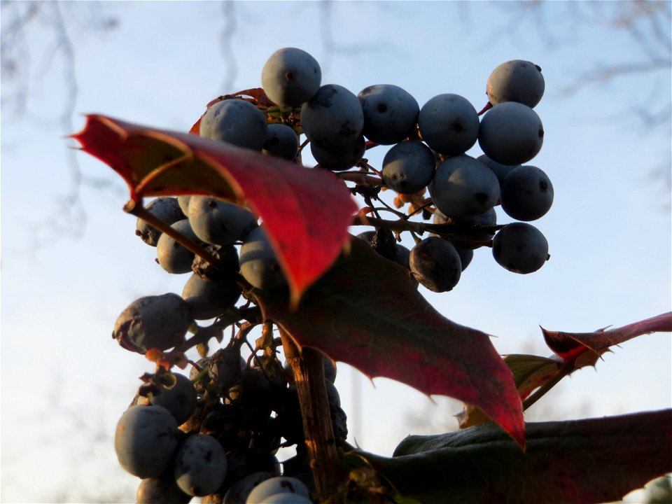Gewöhnliche Mahonie (Mahonia aquifolium) in Hockenheim