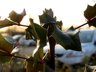 Gewöhnliche Mahonie (Mahonia aquifolium) in Hockenheim