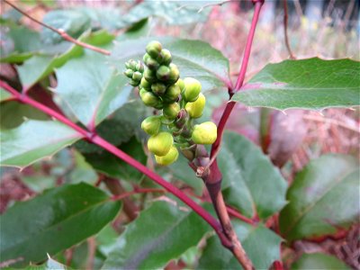 Gewöhnliche Mahonie (Mahonia aquifolium) in Saarbrücken