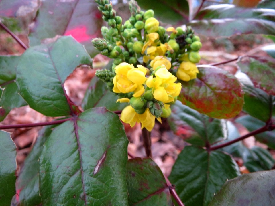 Gewöhnliche Mahonie (Mahonia aquifolium) in Saarbrücken