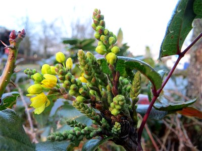 Gewöhnliche Mahonie (Mahonia aquifolium) in Hockenheim