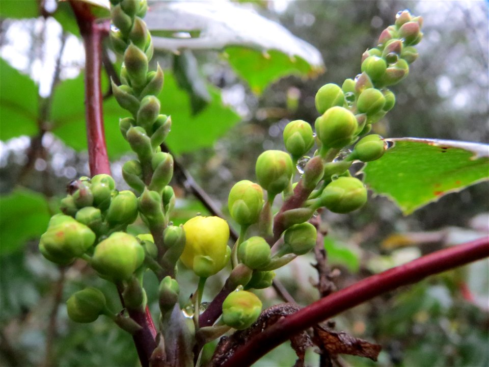 Gewöhnliche Mahonie (Mahonia aquifolium) in Hockenheim