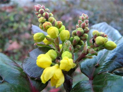 Gewöhnliche Mahonie (Mahonia aquifolium) in Hockenheim