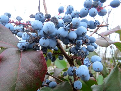 Gewöhnliche Mahonie (Mahonia aquifolium) in Hockenheim