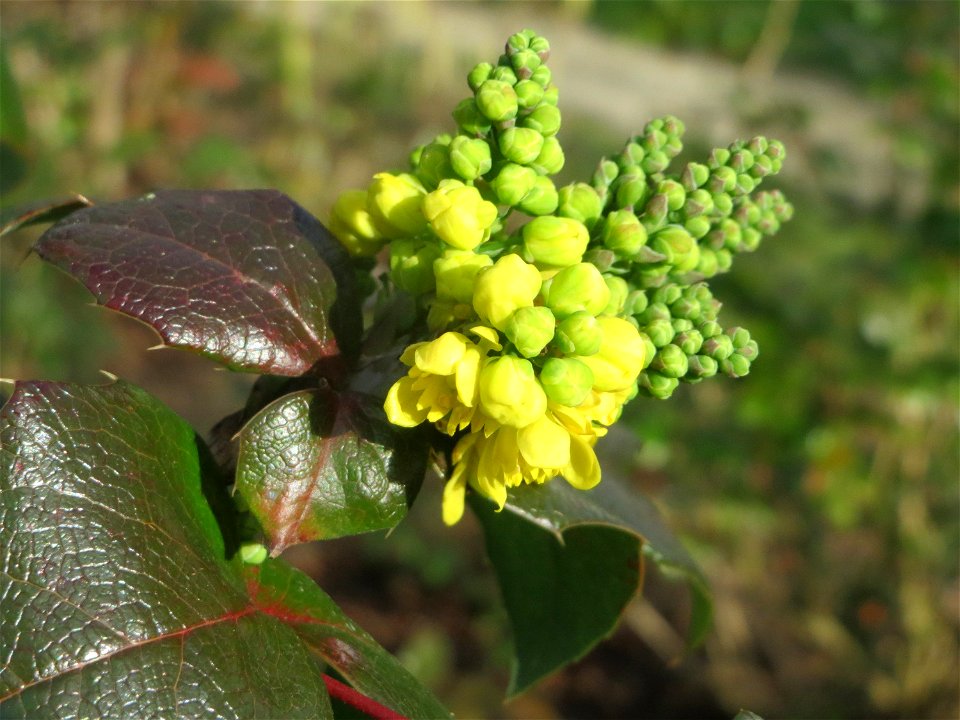 Gewöhnliche Mahonie (Mahonia aquifolium) in Hockenheim