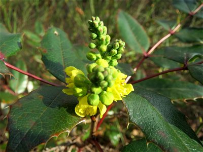 Gewöhnliche Mahonie (Mahonia aquifolium) in Hockenheim