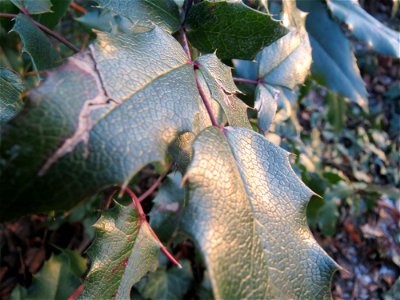 Gewöhnliche Mahonie (Mahonia aquifolium) im Ebertpark Hockenheim