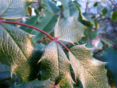 Gewöhnliche Mahonie (Mahonia aquifolium) im Ebertpark Hockenheim